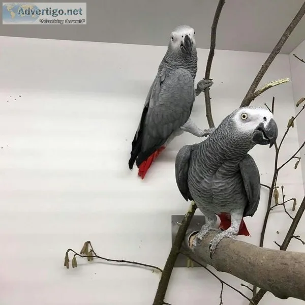 Congo african grey parrots