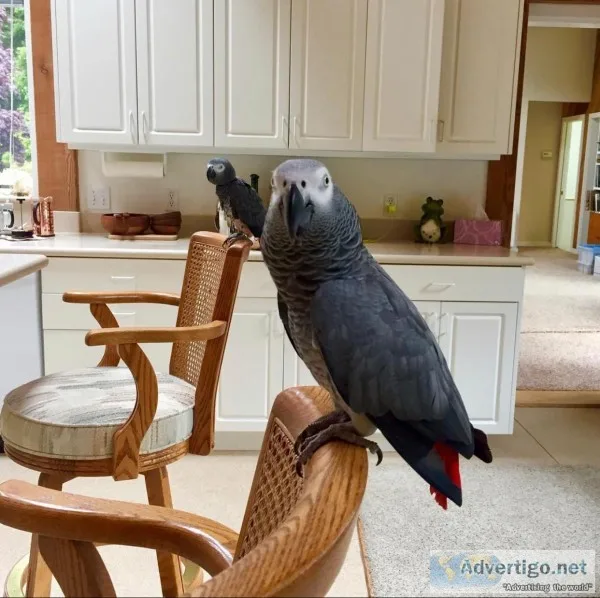 Congo african grey parrots