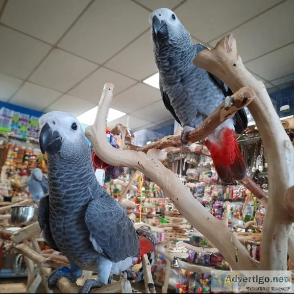 Congo african grey parrots