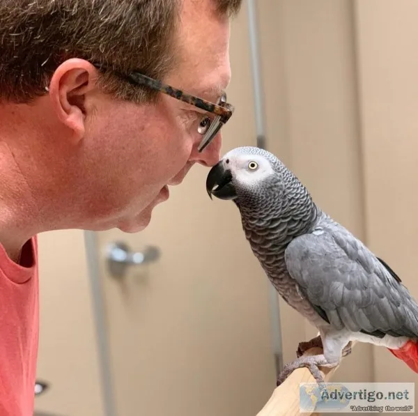 African grey parrots looking for a new home