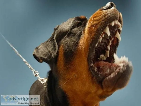 Best Dog Bite Lawyer In Los Angeles- Does One Exist