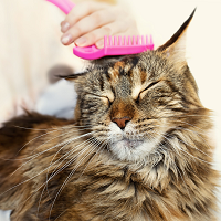 Linda s Kitty Inn