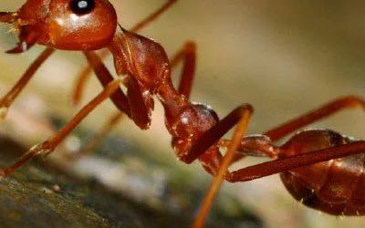 Pest Control Ngunnawal