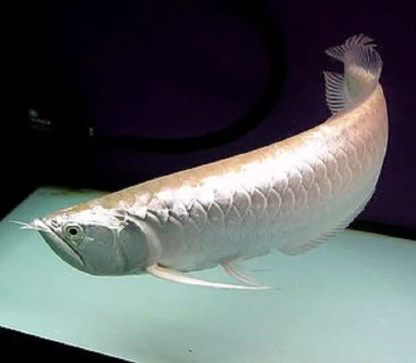 silver arowana for sale