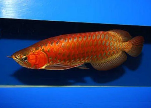 chili red arowana