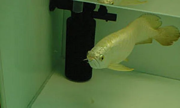 Cross Back Arowana for sale