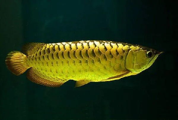 golden arowana fish