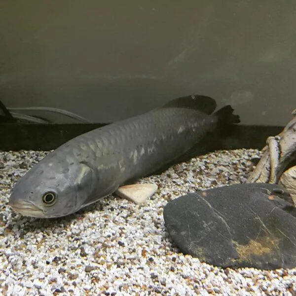 African Arowana