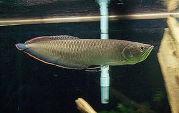 black arowana for sale