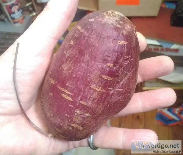 Purple sweet potatoe plants  available for  late April