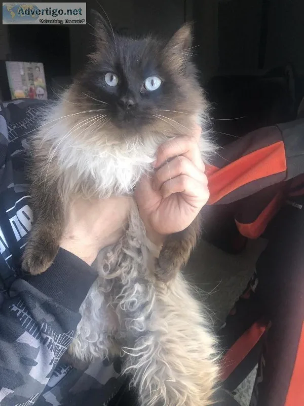 Siamese male