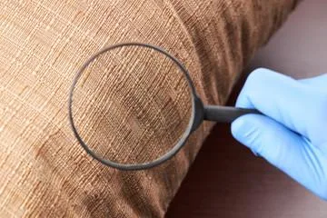 Bed Bug Control Services in Lake Orion MI