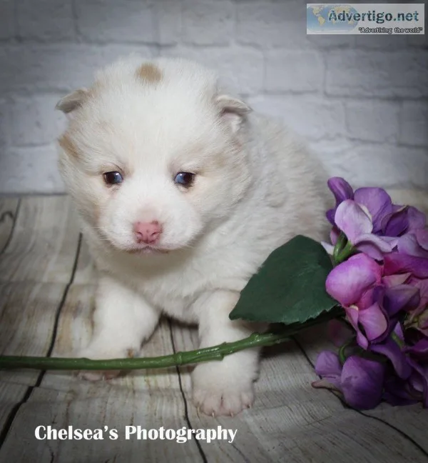 Strawberry Female F1B Mini Pomsky