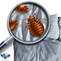 Bed Bug Heat Treatment Service In Lake Orion Michigan
