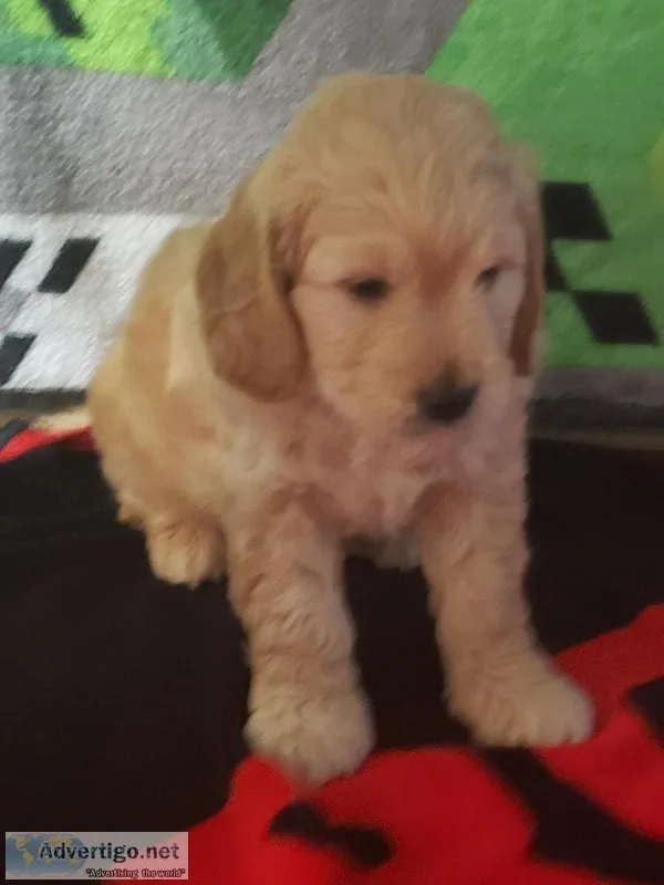 Teddy Bear English Cream Miniature Goldendoodle Puppies. 1 male 