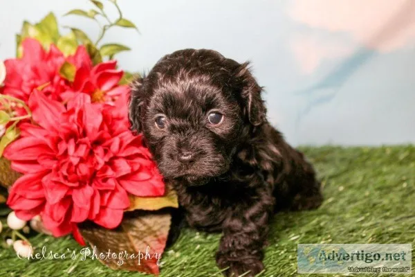 Lexus Female Shorkie