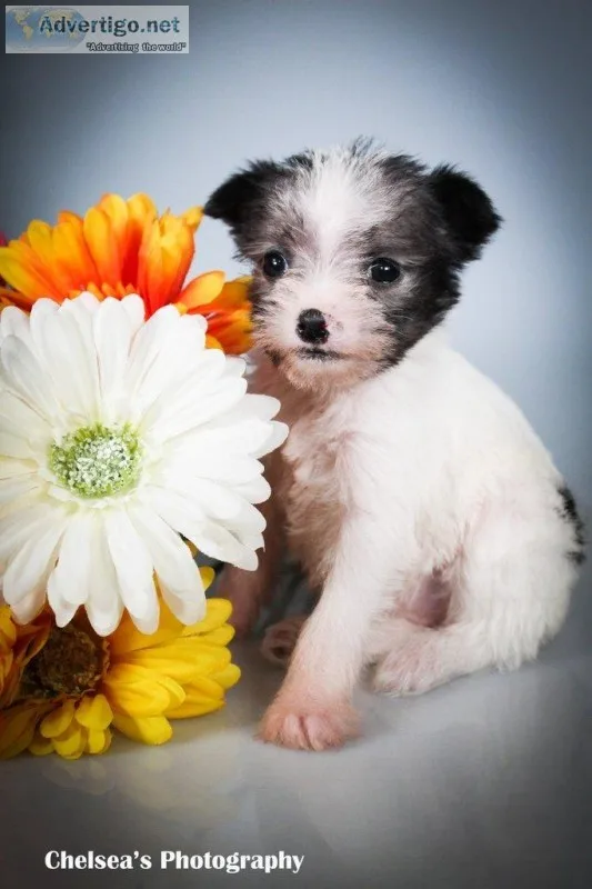 Ashley Female Toy Fox Terrier Mix