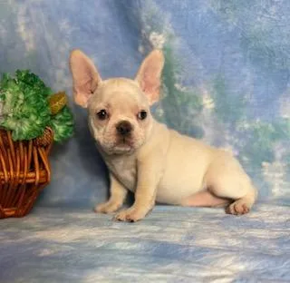 Charlotte Female Frenchton