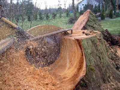 Stump Grinding Service in North Arlington NJ
