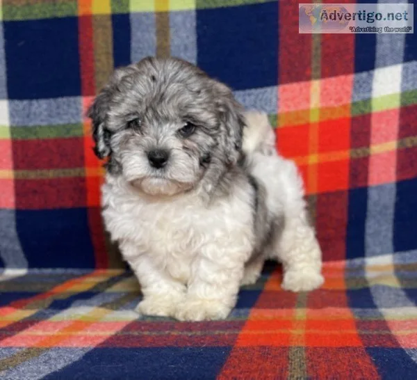 Pookie Male Shihpoo
