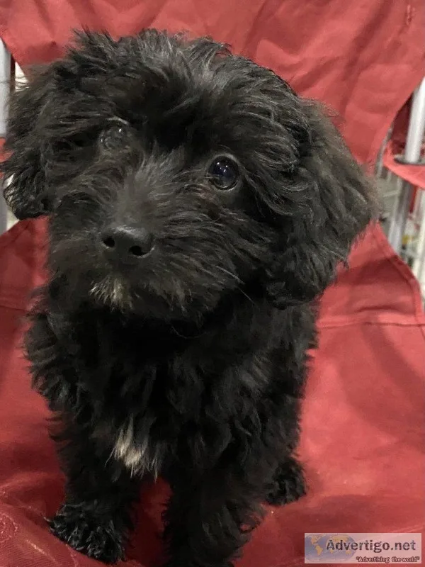 Alfie Male Mini Labradoodle