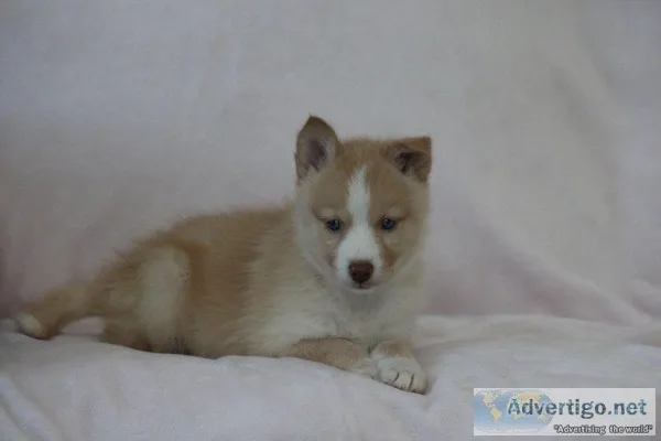 Casey Female Mini Pomsky