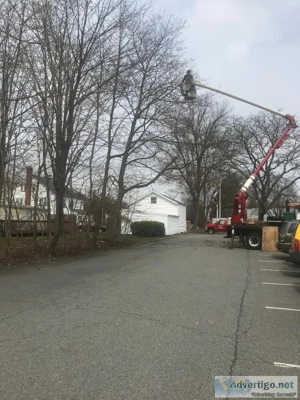 Tree Service in Nutley NJ
