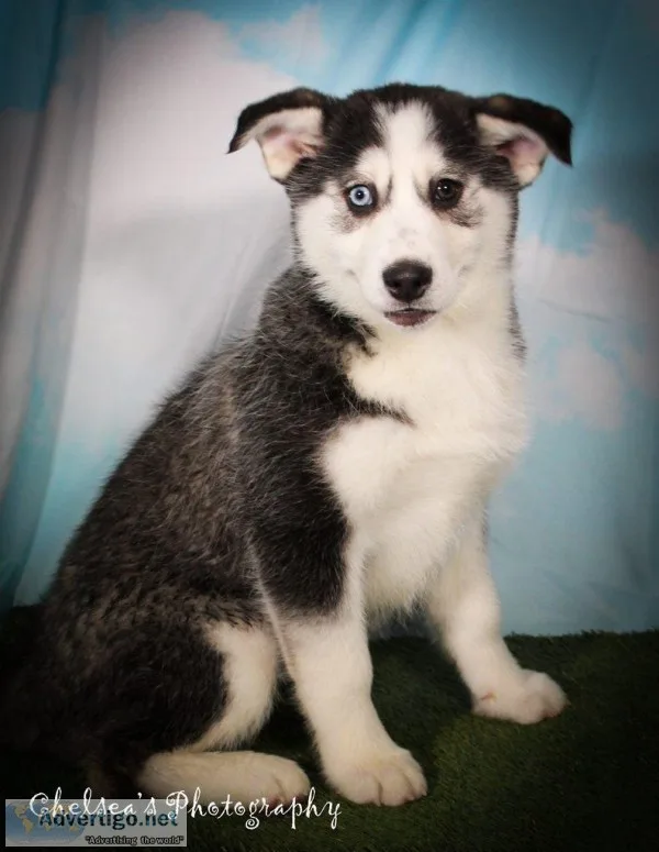 Sierra Female Pomsky