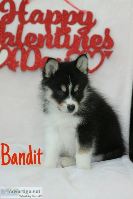 Bandit Male Mini Pomsky