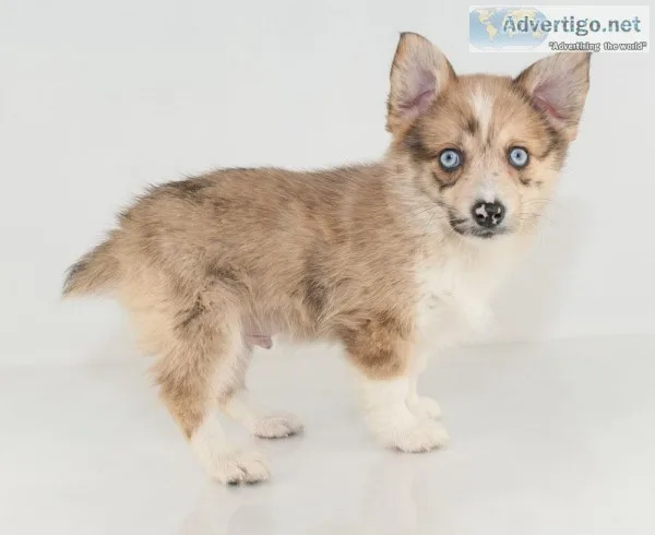 Jack Male Corgi Pomsky Mix