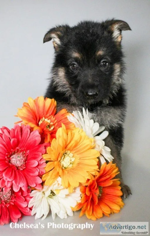Nala Female AKC German Shepherd
