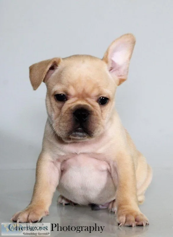 Brent AKC Male French Bulldog