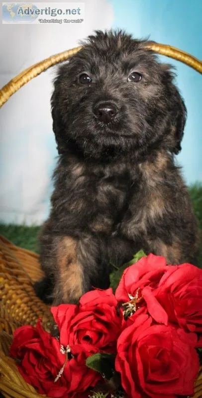 Bear Male Labradoodle