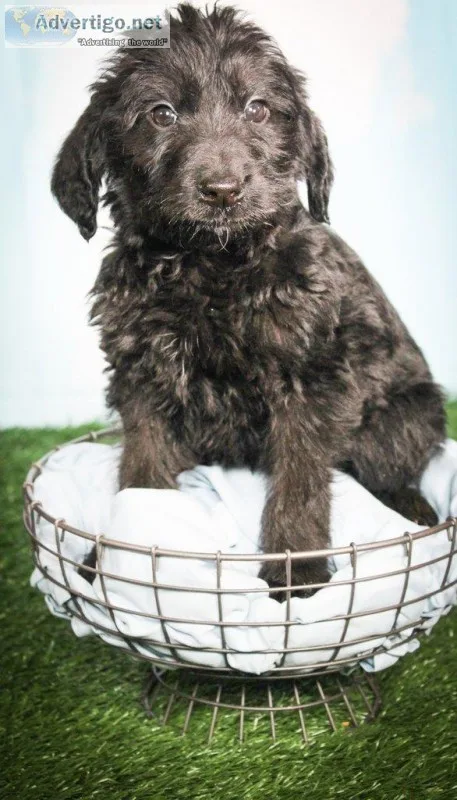 Leila Male Labradoodle