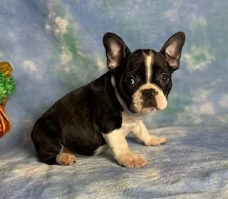 Callie Female Frenchton