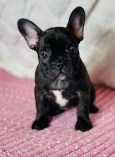 Rosie Female Frenchton