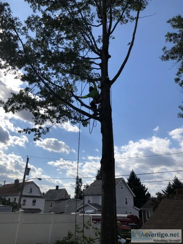 Tree Removal in Nutley NJ