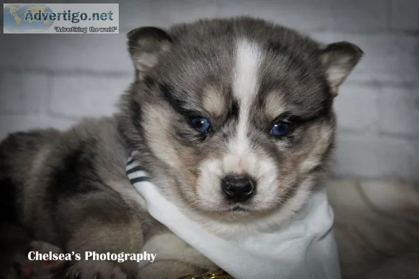 Colt Male F1B Mini Pomsky