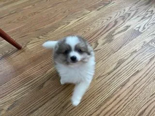 Spike Male Pomeranian