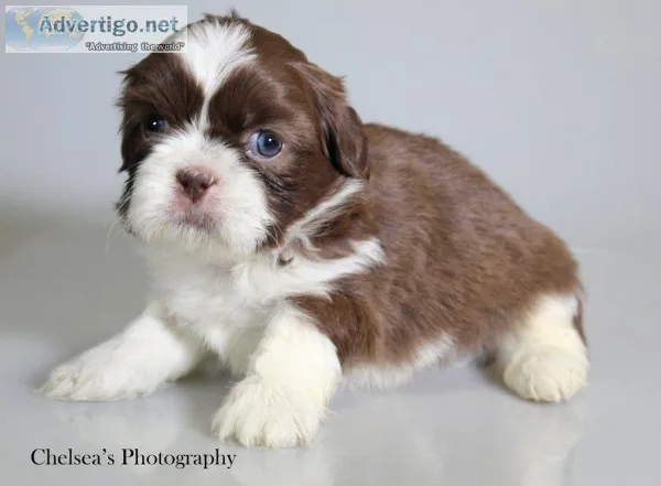 Latee Male Shihtzu