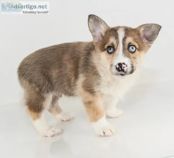 Quin Male Corgi Pomsky Mix
