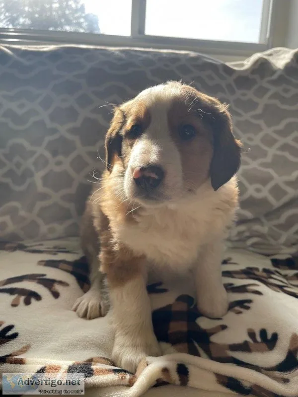 Jake Male Bernese Mountain Dog Rough Collie Mix