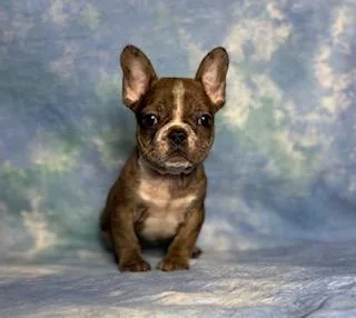 Jinny Female Frenchton