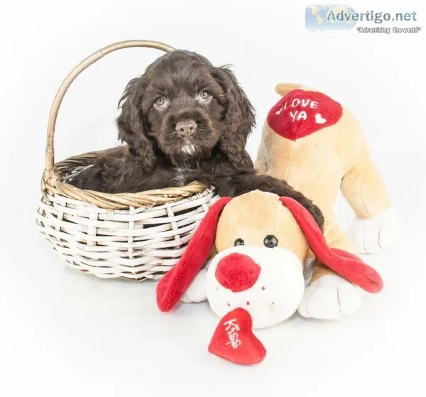 Lover Male ACA Cocker Spaniel