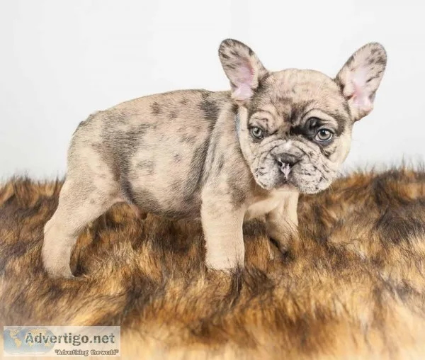 Drake Male AKC French Bulldog