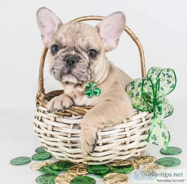 Frankie Male AKC French Bulldog