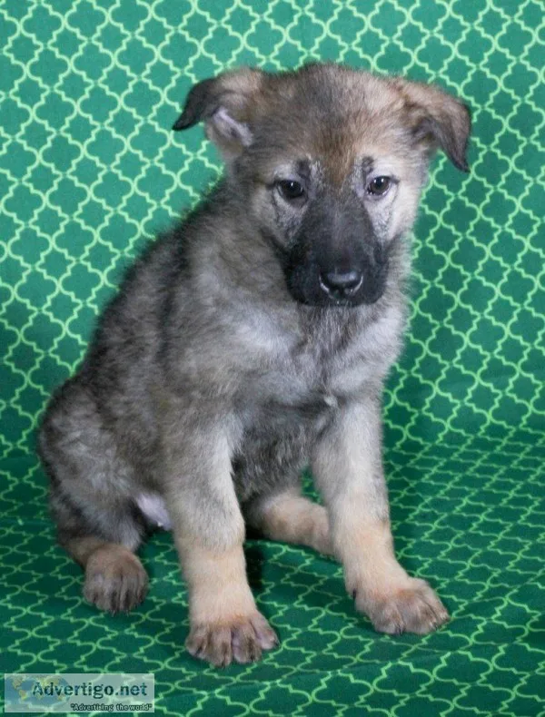 Kandi Female AKC German Shepherd