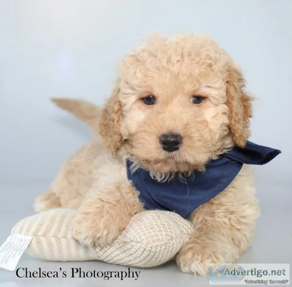 Norton Male F1B Mini Goldendoodle