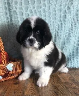 Helga Female Saint Bernewfie