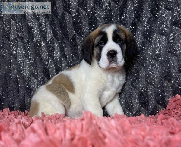 Genevieve Female AKC Saint Bernard